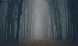 Uncertain forecast